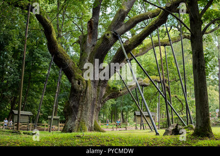Agosto 2018, zagnansk, Polonia: la più antica quercia in Polonia chiamato bartek Foto Stock