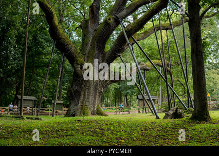 Agosto 2018, zagnansk, Polonia: la più antica quercia in Polonia chiamato bartek Foto Stock