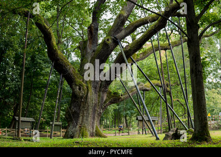 Agosto 2018, zagnansk, Polonia: la più antica quercia in Polonia chiamato bartek Foto Stock