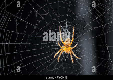 Comune ragno outdoor in Oregon - Croce di orb weaver (Araneus diadematus) sul web. Foto Stock