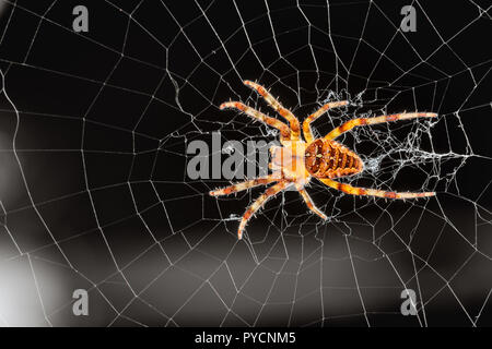 Comune ragno outdoor in Oregon - Croce di orb weaver (Araneus diadematus) sul web. Foto Stock