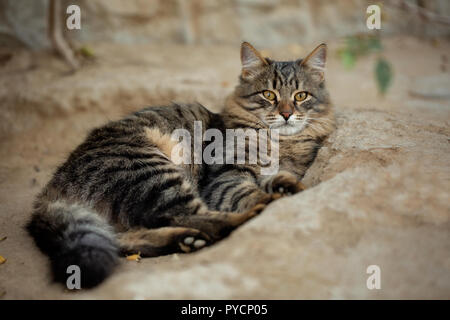 Bella, striped cat prepotentemente giacente sul terreno al di fuori della casa e attentamente guardando la telecamera Foto Stock