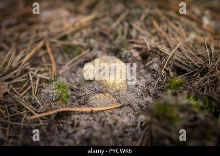 Extreme close up di un fungo chiamato Tricholoma equestre in crescita nel suolo sabbioso Foto Stock