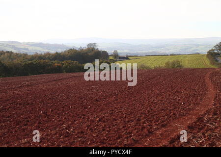 Berry Pomeroy, Devon: un arato la terra rossa campo su una farm di seminativi Foto Stock