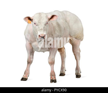 Belga Blue bull (8 mesi) isolato su bianco Foto Stock