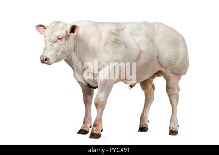 Belga Blue bull (8 mesi) isolato su bianco Foto Stock