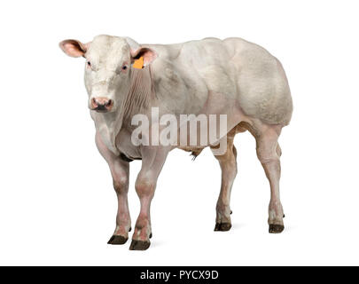 Belga Blue bull (8 mesi) isolato su bianco Foto Stock