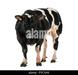 Belga Blue bull (16 mesi), isolata su bianco Foto Stock