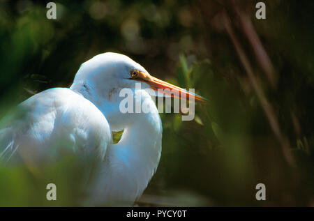 Grande airone bianco di mangrovie Foto Stock