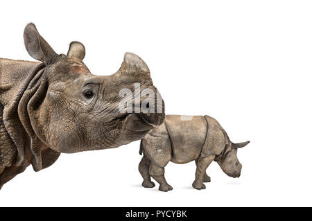 Mummia il rinoceronte indiano e il suo bambino Foto Stock