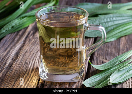 Una tazza di tisana contro la tosse con fresco ribwort Piantaggine foglie Foto Stock