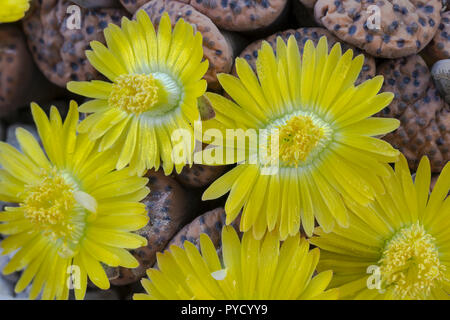 Impianto di pietra, Lithops fulviceps, in fiore. Endemico della Namibia, dove è minacciata dalla perdita di habitat. Famiglia Aizoaceae, Foto Stock