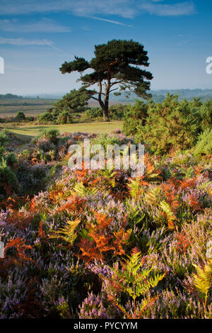 Un scozzese di Lone Pine Tree amid autunnale di erica e bracken nel cuore della New Forest. Foto Stock