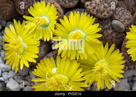 Impianto di pietra, Lithops fulviceps, in fiore. Endemico della Namibia, dove è minacciata dalla perdita di habitat. Famiglia Aizoaceae, Foto Stock