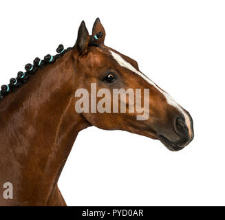 Pony Welsh - 17 anni, Equus caballus ferus Foto Stock