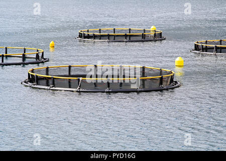 Round net per aqua agricoltura industria del pesce Foto Stock