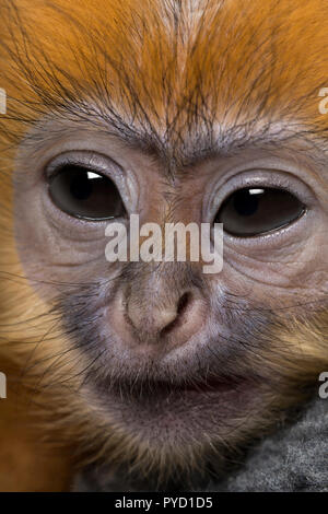 Close-up di un bambino Francois Langur (1 mese) Foto Stock