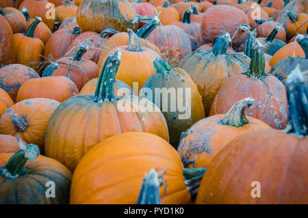 Campo di zucche alla zucca patch durante l'autunno, pronto per il carving. Foto Stock