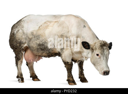 Sporco incinta Belga Blue Cow, isolato su bianco Foto Stock