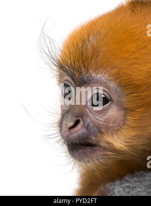 Close-up di un bambino Francois Langur (1 mese) Foto Stock