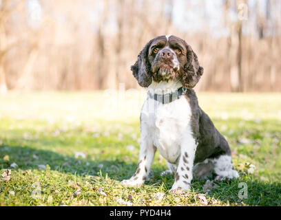 Un Cocker Spaniel cane con marrone e bianco marcature seduti all'aperto Foto Stock