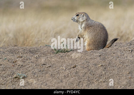 Un cane della prateria in Devils Tower monument park Foto Stock