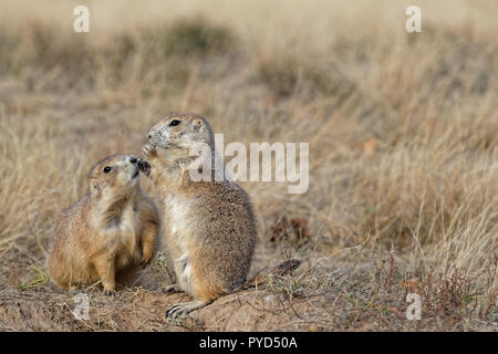 Due cani della prateria in Devils Tower monument park Foto Stock