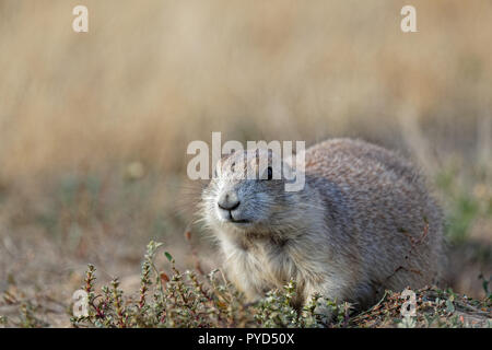 Un cane della prateria in Devils Tower monument park Foto Stock