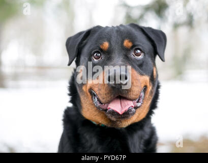 Una razza di cane Rottweiler con una felice espressione all'aperto in inverno Foto Stock