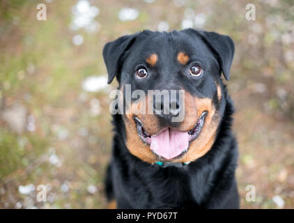 Una razza di cane Rottweiler con una felice espressione guardando verso l'alto la fotocamera Foto Stock