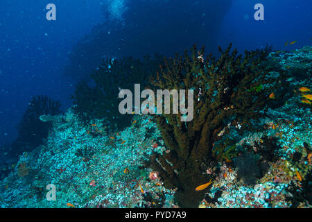 Tubastraea Micranthus mezzanotte Coral Maldive Foto Stock