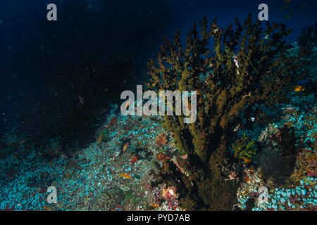 Tubastraea Micranthus mezzanotte Coral Maldive Foto Stock