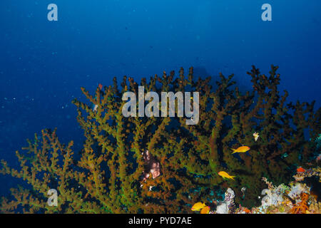 Tubastraea Micranthus mezzanotte Coral Maldive Foto Stock