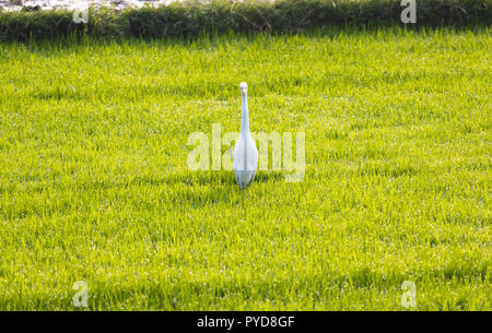 Un Airone bianco in roaming nel campo,mattina presto Foto Stock