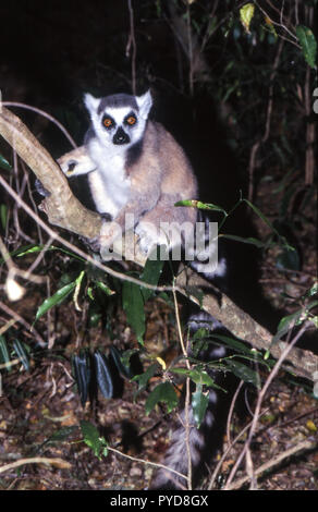 Lemure Ring-Tailed (Lemur catta), Berenty Riserva Privata, Anosy, Madagascar Foto Stock
