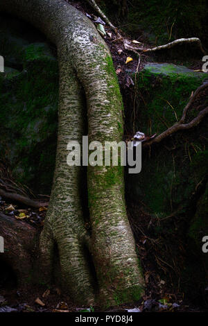 Un buio e moody immagine di spessore, nodose radici di albero Foto Stock