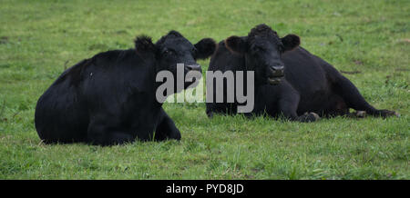 Due black angus mucche che stabilisce in un pascolo verde Foto Stock
