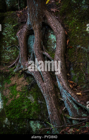 Un buio e moody immagine di spessore, nodose radici di albero Foto Stock