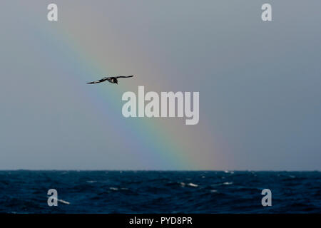 Cape petrel battenti alette aperte nella parte anteriore del rainbow oltre oceano meridionale antartide Foto Stock