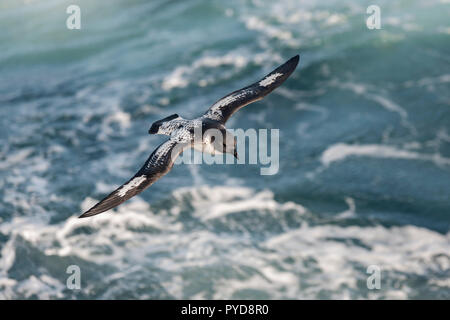 Cape petrel ali battenti aperti oltre oceano meridionale antartide Foto Stock