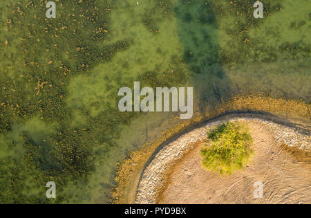 Un albero dall'acqua in Al Qudra laghi, vicino a Dubai Foto Stock