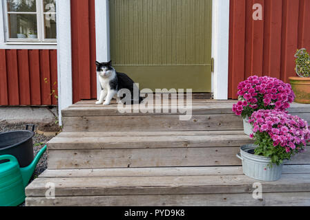 Little Red cabina con una porta verde, un gatto e fiori Foto Stock