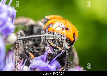Il gigante giapponese Hornet (Vespa Mandarinia Japonica) raccogliere polline dei fiori Foto Stock