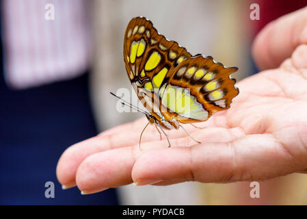 Malachite butterlfy (Siproeta Stelenes) a portata di mano Foto Stock