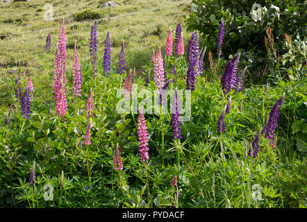 Naturalizzato di lupini dolci (lupinus perennis) nei pressi di Andermatt, Svizzera Foto Stock