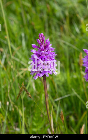 Dactylorhiza fuchsii - Comune Spotted-orchid nei pressi di Andermatt, Svizzera Foto Stock