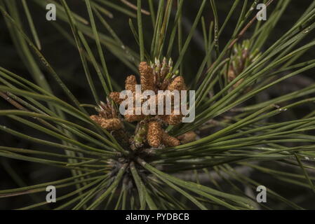 Bagno turco di pino o di pino calabrese, Pinus brutia; fiori maschili. Foto Stock