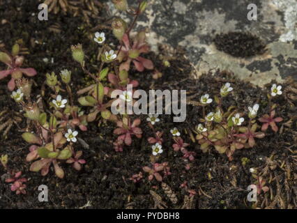 Rue-lasciava sassifraga, Saxifraga tridactylites, in fiore sulla pavimentazione di pietra calcarea. Foto Stock