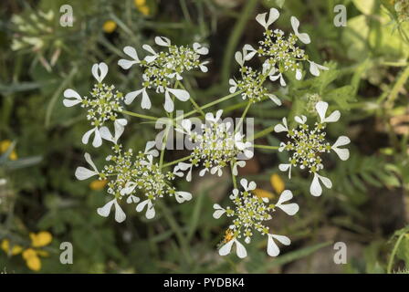 Hartwort mediterranea, Tordylium apulum in fiore; Rodi. Foto Stock
