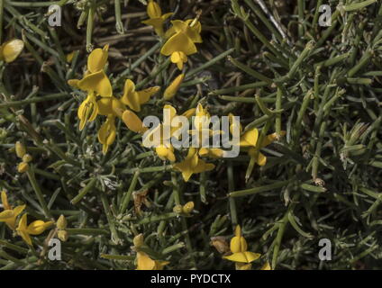 Ginestra spinosa, Genista acanthoclada, in fiore in garrigue, Rodi. Foto Stock